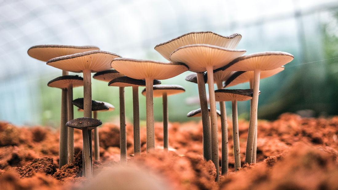 What are Functional Mushrooms?